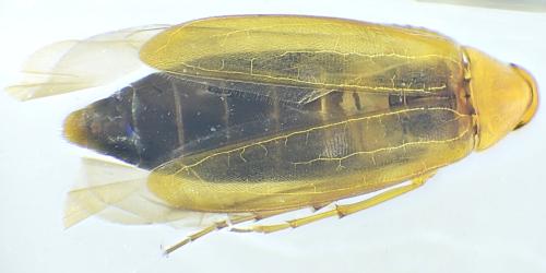 Réf. 336 649 : Anaspis sp.